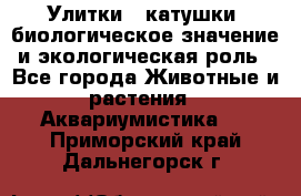 Улитки – катушки: биологическое значение и экологическая роль - Все города Животные и растения » Аквариумистика   . Приморский край,Дальнегорск г.